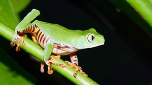 Avara luonto: Kiehtovat sammakot