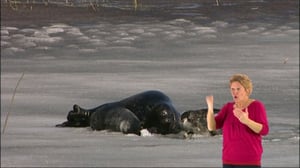 Arka ja Parka - kuuttikaksoset (viittomakielelle tulkattuna): Arka ja Parka - kuuttikaksoset