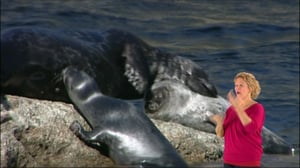 Arka ja Parka - kuuttikaksoset (viittomakielelle tulkattuna): Arka ja Parka - kuuttikaksoset