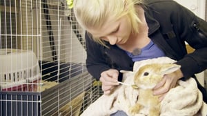 Eläimet lähellä sydäntä