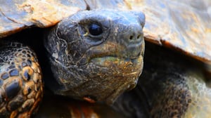 Avara luonto: Villi Lähi-itä