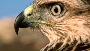 Avara luonto: Villi Lähi-itä