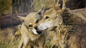 Avara luonto: Villi Lähi-itä