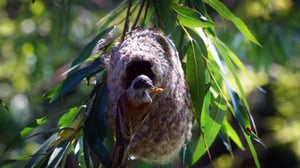 Avara luonto: Villi Lähi-itä