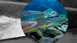 Dokumenttiprojekti: Vaeltajat