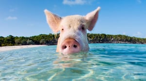 Prisma: Oudoimmat luonnonilmiöt