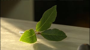 Ruokamuisto: Mysi Lahtinen