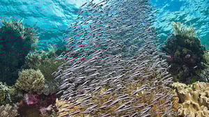 Avara luonto: Kaupunki meren alla