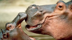 Avara luonto: Virtahevot lähikuvassa