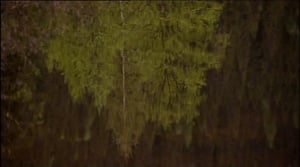 Pakkoluovutetut alueet