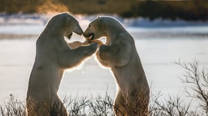 Avara luonto: Jääkarhun tarina