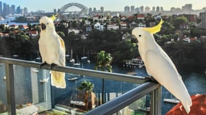 Prisma: Papukaijaplaneetta