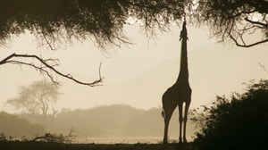 Avara luonto: Namibian aavikolla