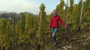 Saksaa uusin silmin: Viinirypäleet ovat kypsyneet