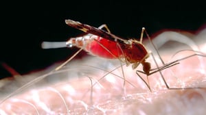 Prisma: Hyttyset lähikuvassa