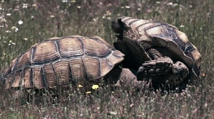 Avara luonto: Kilpikonnien salattu elämä