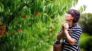 Rachel Khoo: Ruokatuliaisia Australiasta