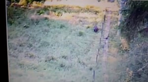 Yle Uutiset Itä-Suomi: Karhun kohtaaminen itärajalla