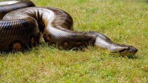 Luontohetki: Attenborough'n erikoiset