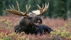 Luontohetki: Attenborough'n erikoiset