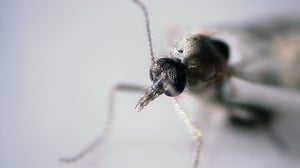 Prisma: Sääskien salainen elämä