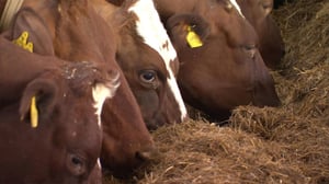 MOT: Talonpoika veitsi kurkulla