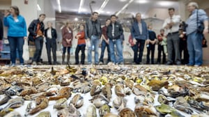 Tiededokumentti: Muuttolintujen haasteet