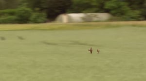 Tiededokumentti: Muuttolintujen haasteet