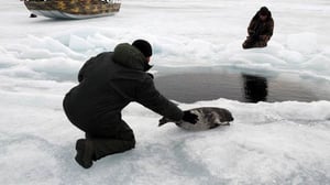 Avara luonto: Järvihylkeiden jäljillä