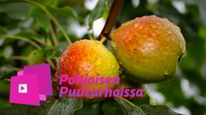 Pohjoisen puutarhoissa: Hedelmäpuun voi pilata leikkaamalla!