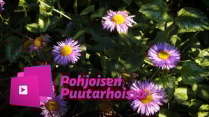 Pohjoisen puutarhoissa: Muovilla verhoiltu luomupuutarha – "Onhan se ruma, mutta käytännöllinen"