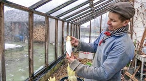 Tanskalainen maajussi