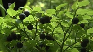 Yle Uutiset selkosuomeksi