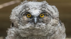 Eläinhoitolan tarinoita