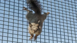 Eläinhoitolan tarinoita