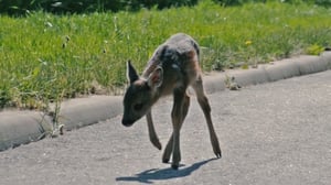 Eläinhoitolan tarinoita