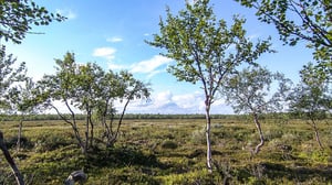 MOT: Loppuun kaluttu Lappi