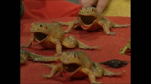 Pikku Kakkonen 40: Nostalgia: Pikku Kakkonen 1998