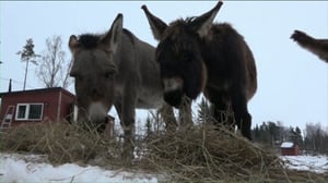 Luonto lähellä: Luonto lähellä 30.1.