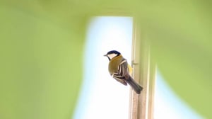 Yle Uutisluokka Triplet: Pihabongaus on hauska tapa tutustua lintuihin