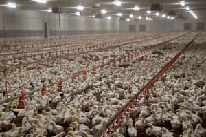 Yle Uutisluokka Triplet: WWF: Suomalaisten tulisi välttää teho-tuotetun lihan syömistä