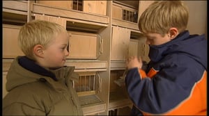 Minipala: Kirjekyyhkyset