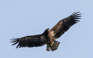 Yle Uutisluokka Triplet: Lähes sukupuuttoon kuollut merikotka tuttu näky Pirkanmaalla