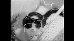 Oi maamme!: Kissan silmin