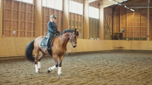 Ratsaille: Ohjat käteen ja pohkeet kiinni