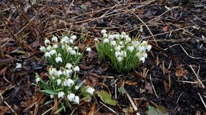 Yle Uutisluokka Triplet: Nuoret miehet entistä kiinnostuneempia kasvimaan hoidosta