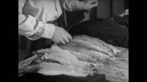 Oi maamme!: Vegaanien painajainen