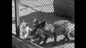 Oi maamme!: Eläimet häkissä