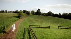 Hevostilan salaisuus