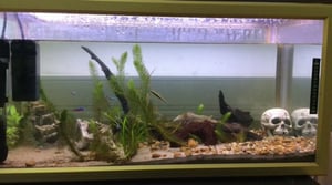 Stafettkarnevalen 2017 - skolornas egna videor: Kimitonejdens skola